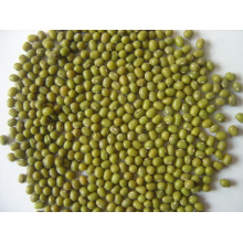 2015 Crop High Quaity Green Mung Bean